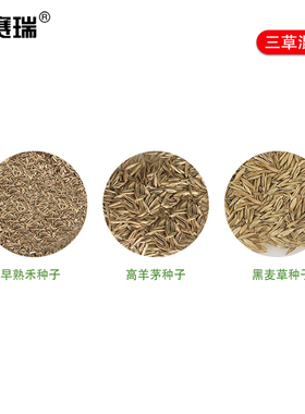 安赛瑞 草坪种子 四季青草籽实验田护坡种子 耐寒耐旱草籽 531031