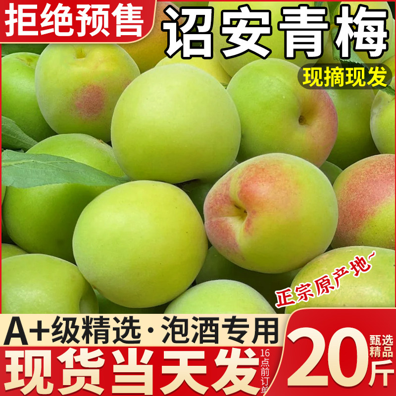 现货20斤云南青梅新鲜现摘泡酒专用水果高山野生酸脆梅子酵素鲜果
