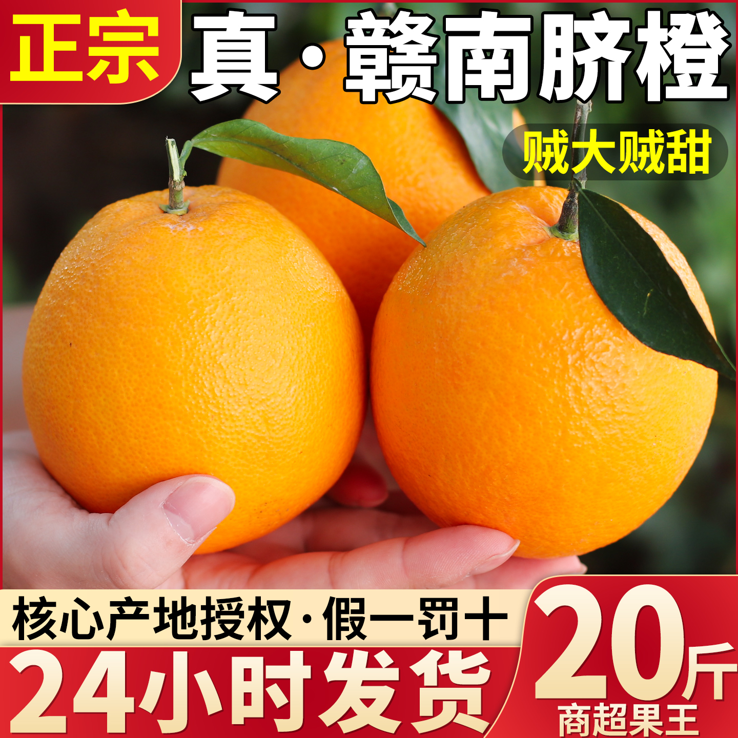 正宗赣南脐橙现摘现发