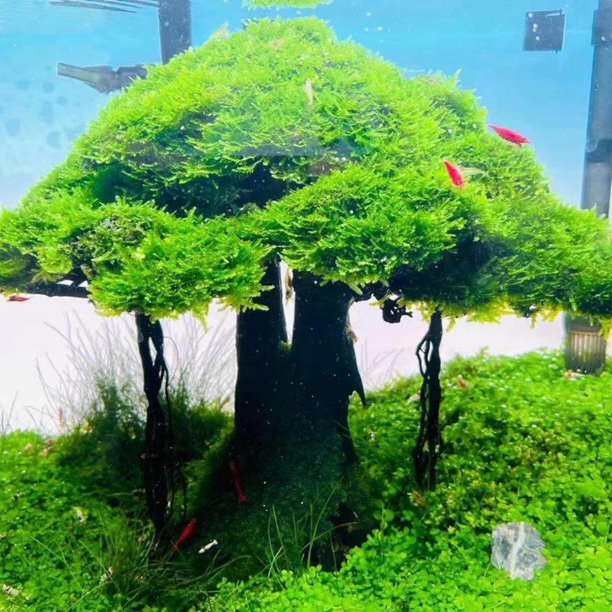 【全国第三】造景比赛作品