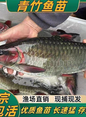 青竹鲤鱼苗倒刺鲃青竹鱼苗红脸青大肚鱼竹鱼凤仙子淡水原生溪流鱼
