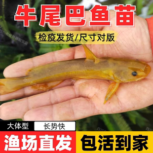 牛尾巴鱼苗乌苏里拟鲿黄河拟鲿淡水养殖大体型食用鱼四川渔场直发