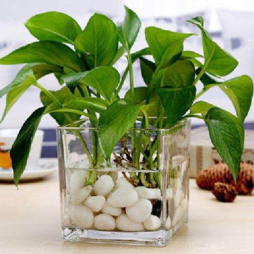 简约水培玻璃花瓶透明方缸水养百合郁金香水仙方形器皿客厅小花盆