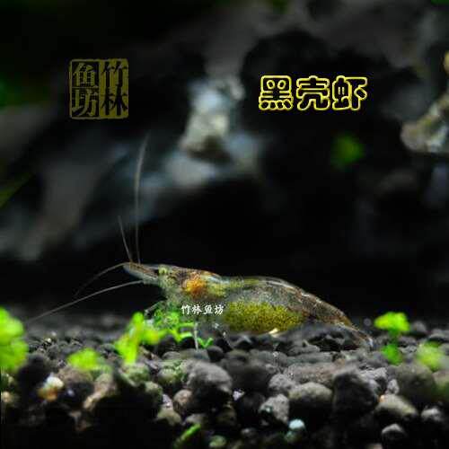 50只黑壳虾 草缸除藻虾 工具虾 除黑毛褐藻 包邮免包装箱限购一件