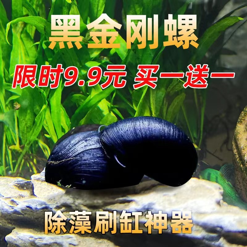 黑金刚螺观赏螺草缸除藻清洁鱼刷缸神器强效除藻工具活体包邮