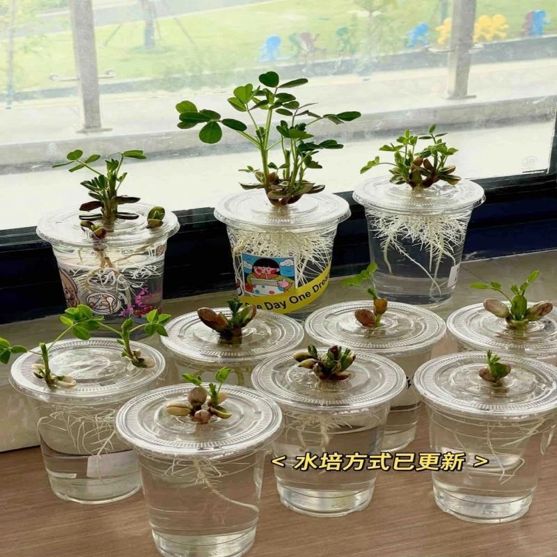 奶茶杯花盆幼儿园自然植