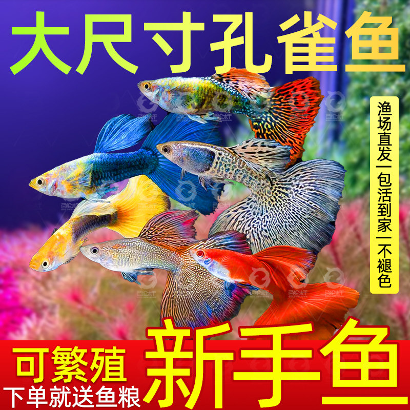 精品孔雀鱼凤尾鱼热带纯种活鱼苗淡水小型好养耐活鱼胎生易繁殖