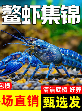 鳌虾观赏虾淡水冷水族耐活体宠物红白蓝色小龙虾火山原生天空蓝魔