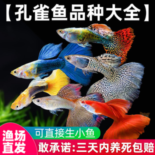 孔雀鱼活体鱼苗观赏鱼小鱼金鱼热带淡水好养耐活斑马鱼缸小型凤尾