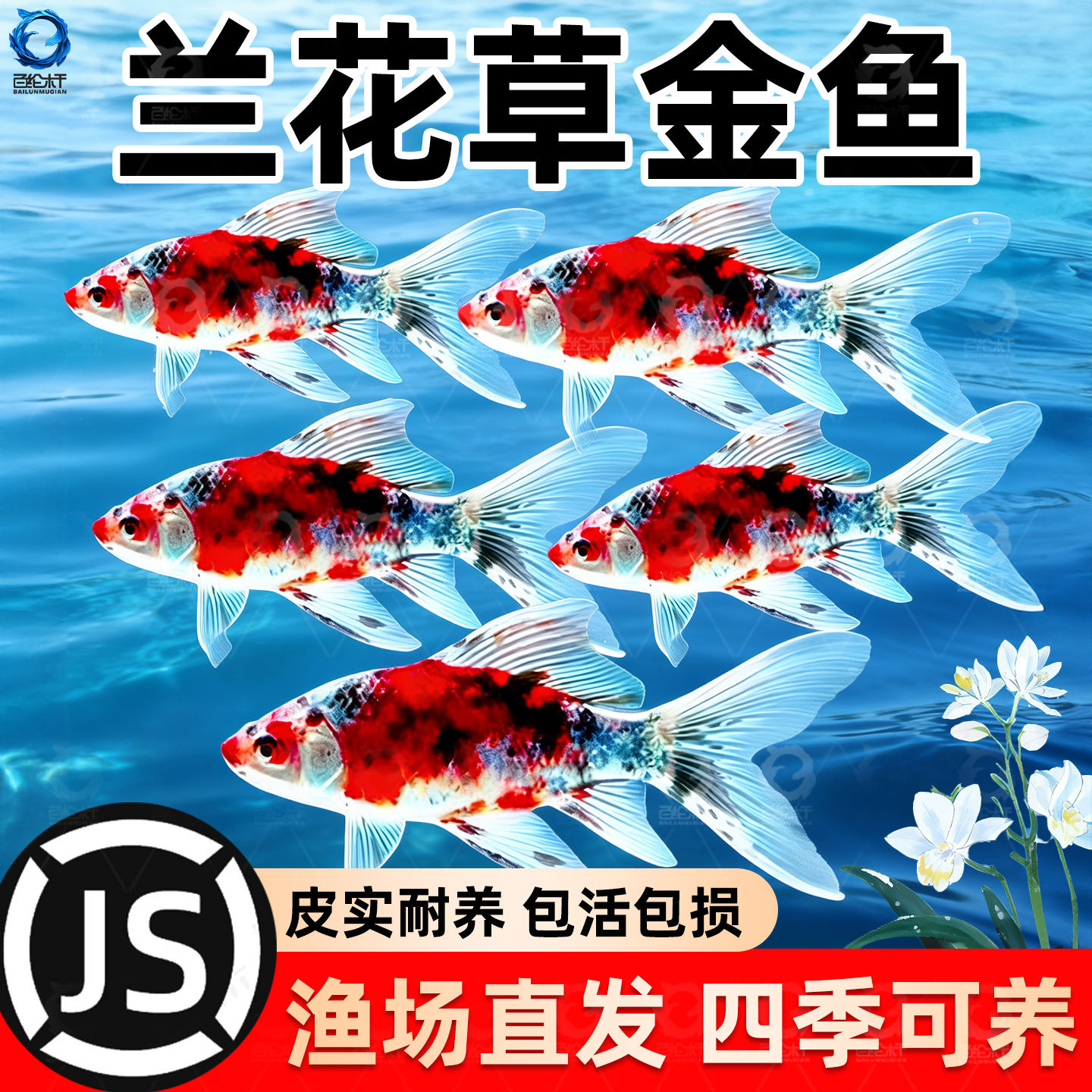 兰花草金好养耐活观赏鱼花色草金鱼活体鱼苗冷水淡水鱼可混养锦鲫,宠物/宠物食品及用品,鱼,淘宝优惠券,粉丝福利购,淘宝优惠卷