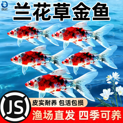 兰花草金好养耐活观赏鱼花色草金鱼活体鱼苗冷水淡水鱼可混养锦鲫