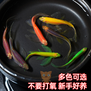 蝶翼斑马鱼大体积好养耐活孔雀鱼热带淡水大翡翠绿龙凤耐热观赏鱼