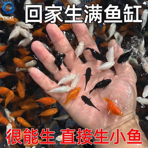 玛丽球鱼 玛丽鱼 胎生鱼 直接下小鱼 新手鱼 好养活 米奇孔雀包邮