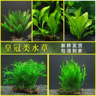 鱼缸造景皇冠水草阴性水生植物