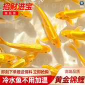 金鱼活鱼黄金锦鲤鱼龙凤锦鲤好养耐活冷水观赏鱼小鱼苗