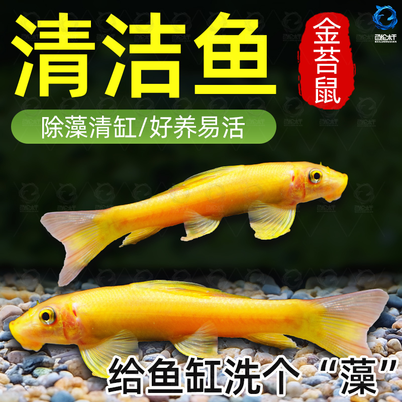 凯希慕金苔鼠清洁鱼清道夫