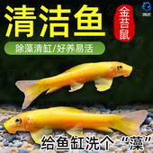 金苔鼠清洁鱼鱼缸工具鱼除藻吃粪便垃圾鱼老鼠鱼热带观赏鱼清道夫