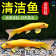 金苔鼠清洁鱼鱼缸工具鱼除藻吃粪便垃圾鱼老鼠鱼热带观赏鱼清道夫
