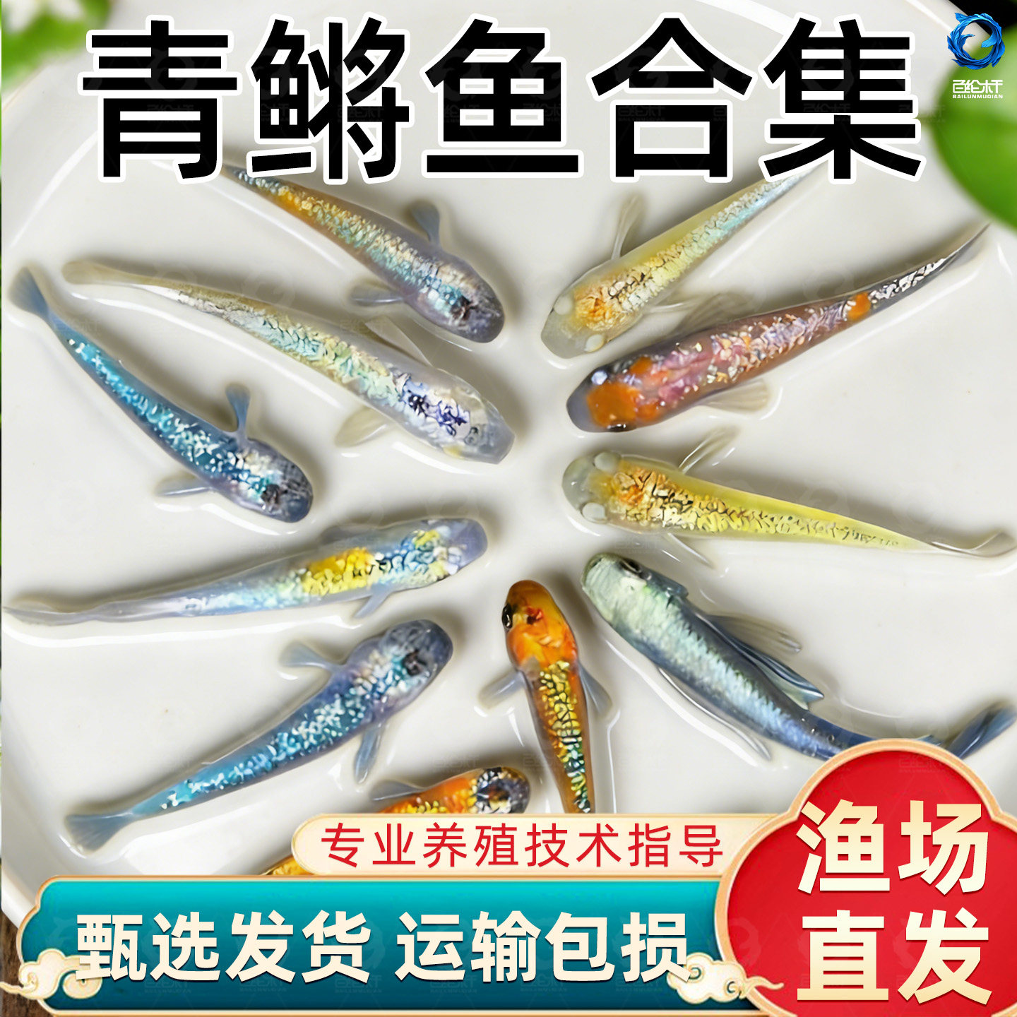 观背青鳉观赏鱼魔法鱼冷水淡水小型锦鲤金鱼活体不打氧好养易活,宠物/宠物食品及用品,水草,淘宝优惠券,粉丝福利购,淘宝优惠卷