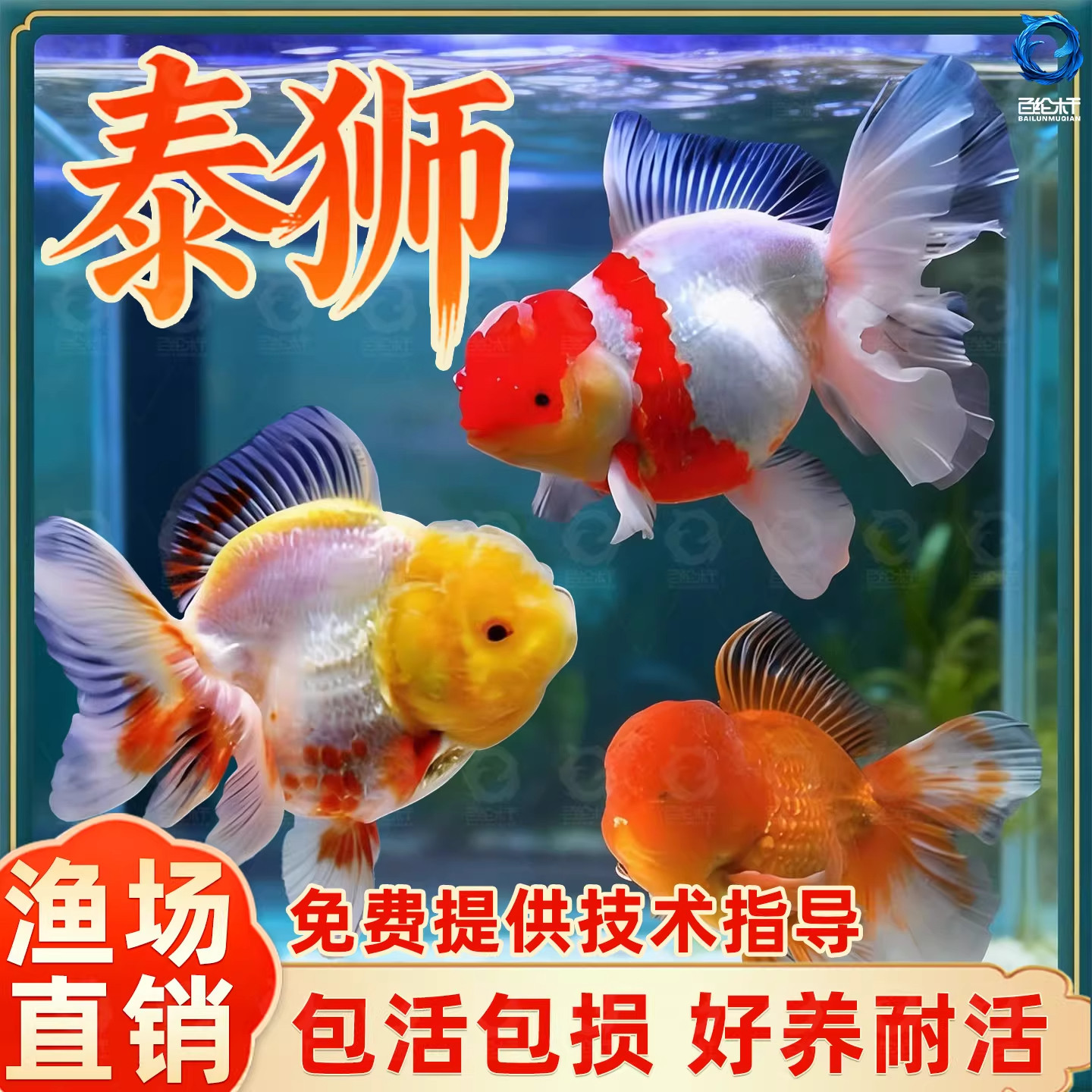 精品百褶泰狮兰寿红狮金鱼活鱼冷水淡水鱼鱼苗观赏鱼新手好养耐活