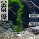 金鱼藻轮叶黑藻水芙蓉淡水活体前景后景真水草造景净化水质金鱼草
