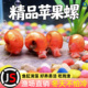红苹果螺工具螺除藻螺小型观赏螺小金鱼鱼缸水族活鱼活体淡水饲料