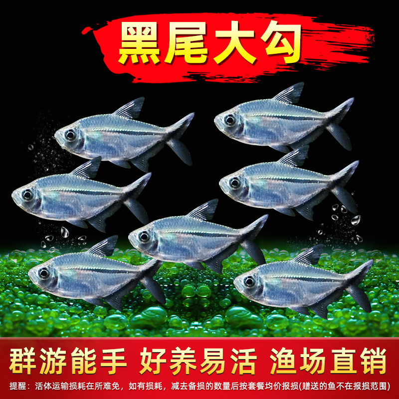 黑尾大勾群游红绿灯小型热带淡水