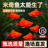 月光鱼 包邮 胎生鱼 观赏鱼 米奇鱼 好养活新手鱼 小型鱼 新手推荐