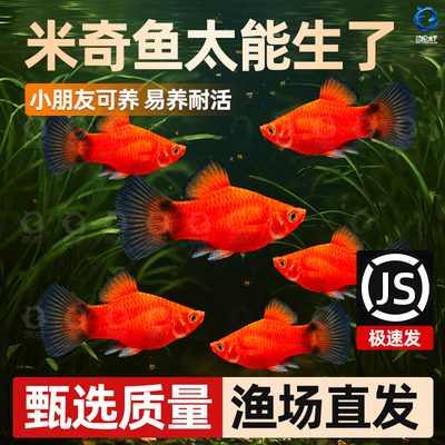 米奇鱼 月光鱼 胎生鱼 小型鱼 观赏鱼 新手推荐 好养活新手鱼包邮