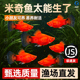 月光鱼 包邮 胎生鱼 观赏鱼 米奇鱼 好养活新手鱼 小型鱼 新手推荐