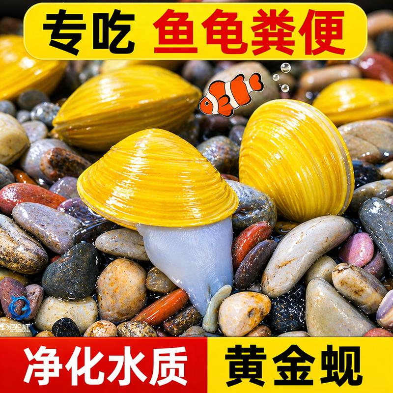 鱼缸专吃鱼屎粪便冷水观赏淡水鱼热带鱼清理清道夫鱼净水黄金河蚌