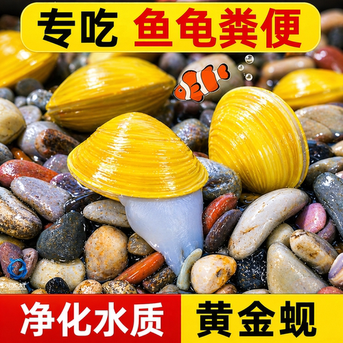 黄金蚬专吃鱼屎粪便河蚬淡净水