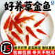 纯种凤尾大红色草金鱼小锦鲤打氧淡水观赏鱼苗好养耐活自来水冷水