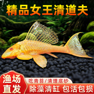 黄金红眼女王清道夫大帆皇活体小