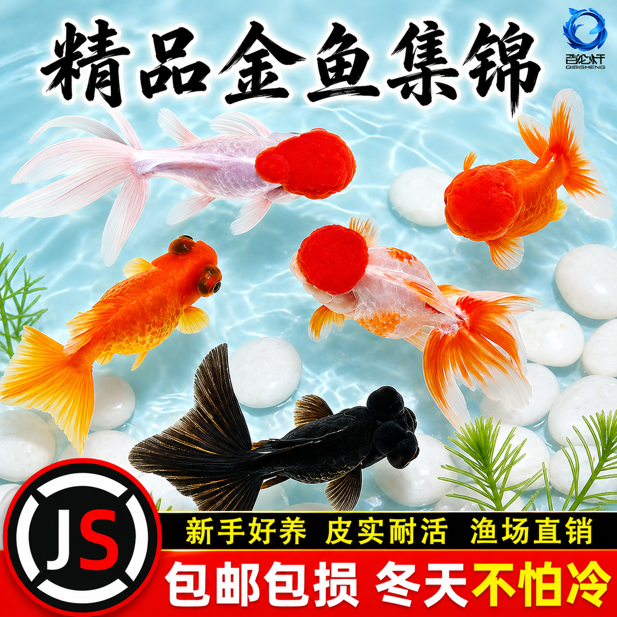 小金鱼活鱼观赏鱼冷水淡水红草鱼锦鲤鱼好养耐活鸿运当头国粹金鱼