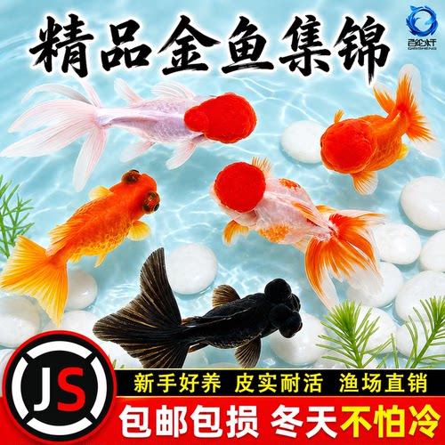 小金鱼活鱼观赏鱼冷水淡水红草鱼锦鲤鱼好养耐活鸿运当头国粹金鱼