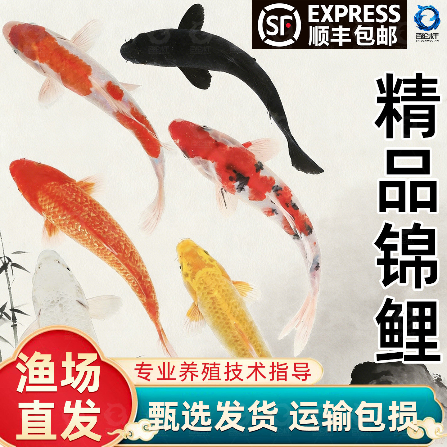 顺丰观赏鱼锦鲤鱼金鱼好养鱼活鱼冷水鱼懒人鱼淡水好养耐活新手鱼,宠物/宠物食品及用品,鱼,淘宝优惠券,粉丝福利购,淘宝优惠卷