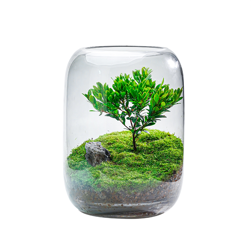 办公室桌面生态瓶自循环微景观免打理微生态玻璃微观鱼缸空瓶造景