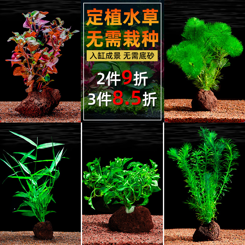 鱼缸造景水草活体真植物中后景懒人装饰套餐阴性绿菊蜈蚣草增氧