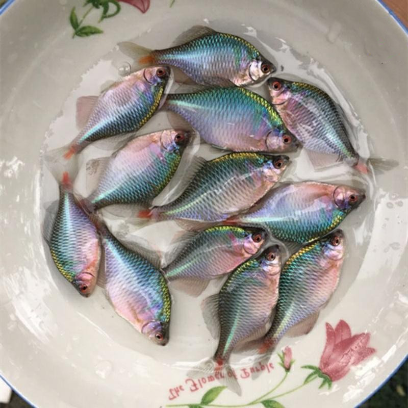 鳑鲏鱼冷水好养鱼包活