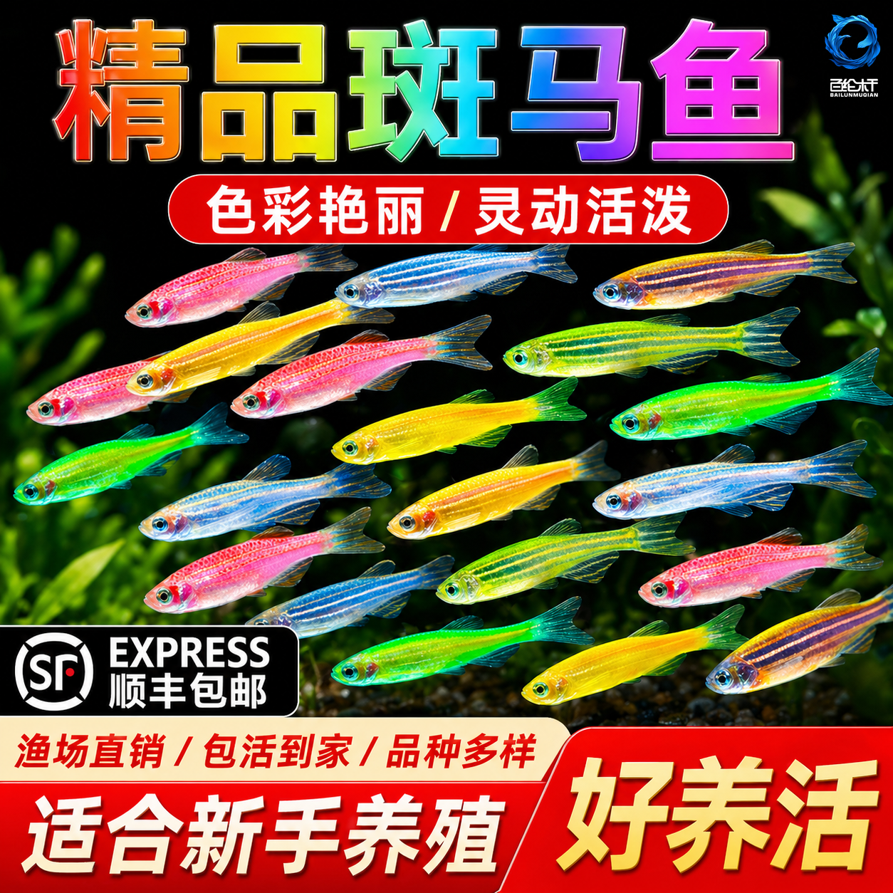 热带观赏鱼斑马鱼七彩斑马好养耐活小型冷水淡水群游多彩灯科小鱼