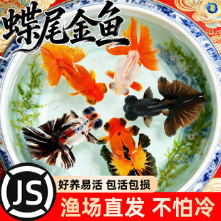 龙睛金鱼冷水观赏鱼大眼黑金鱼苗墨龙睛鱼好养耐活蝶尾金鱼活鱼