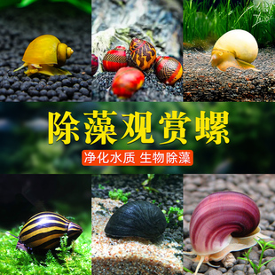 黄金螺净化水质清洁观赏螺苹果螺马来螺蜗牛吃鱼屎鱼缸除草除绿藻