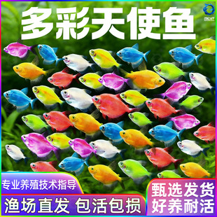 天使鱼观赏鱼活体大号群游活鱼热带鱼斑马小型鱼淡水孔雀好养耐活