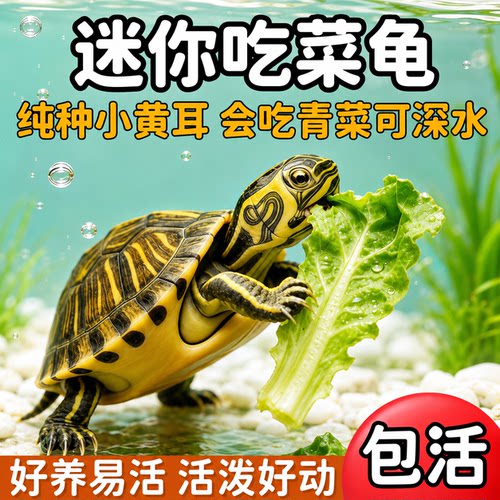 深水乌龟黄耳龟鱼缸混养小乌龟活物稀有纯种吃粪龟冷水观赏宠物龟