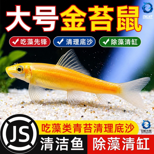 金苔鼠老鼠鱼清道夫热带观赏鱼缸活体除藻吃粪便垃圾清洁鱼工具鱼