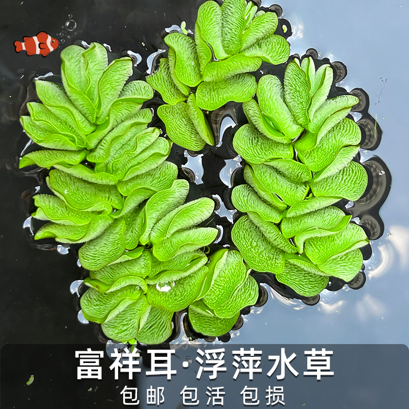 象耳浮萍水培植物水生植物