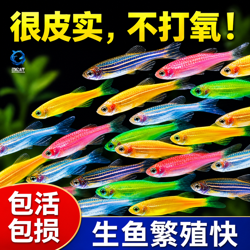 小型斑马鱼热带鱼观赏活鱼好养耐活淡水鱼苗天使鱼孔雀鱼群游鱼