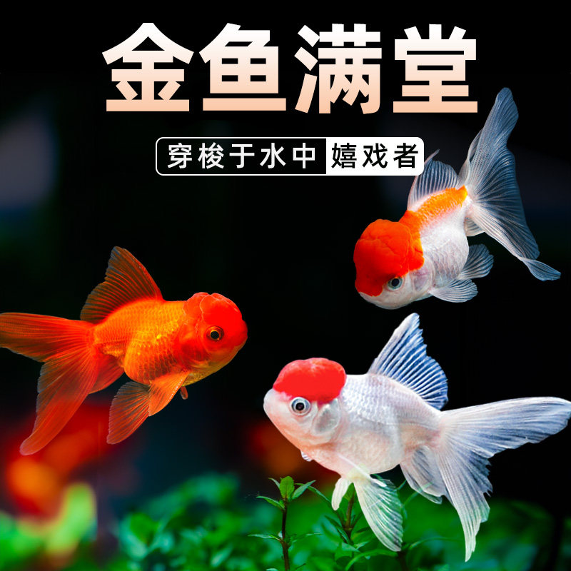 鸿运当头金鱼狮子头活体打氧观赏鱼冷水鱼淡水鱼丹顶红不加温好养,宠物/宠物食品及用品,鱼,淘宝优惠券,粉丝福利购,淘宝优惠卷