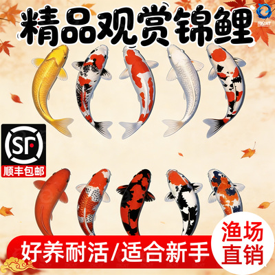 顺丰锦鲤鱼苗观赏鱼活体大型冷水纯种红白草金鱼活鱼淡水好养耐活
